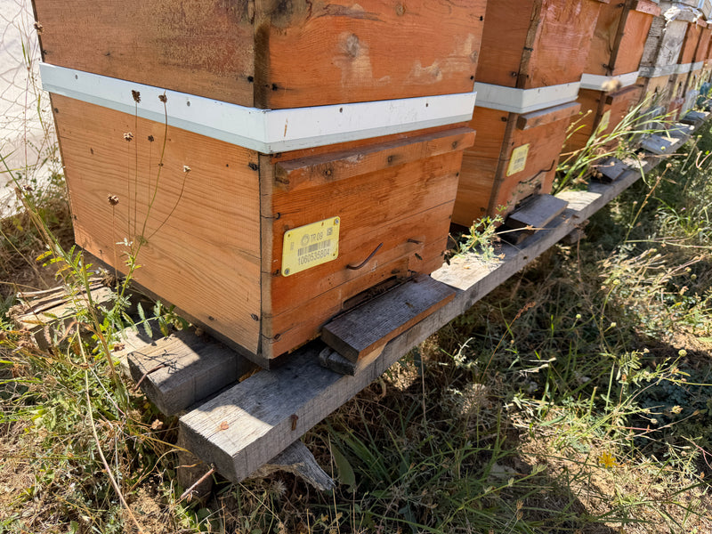 Carniolan bees at work
